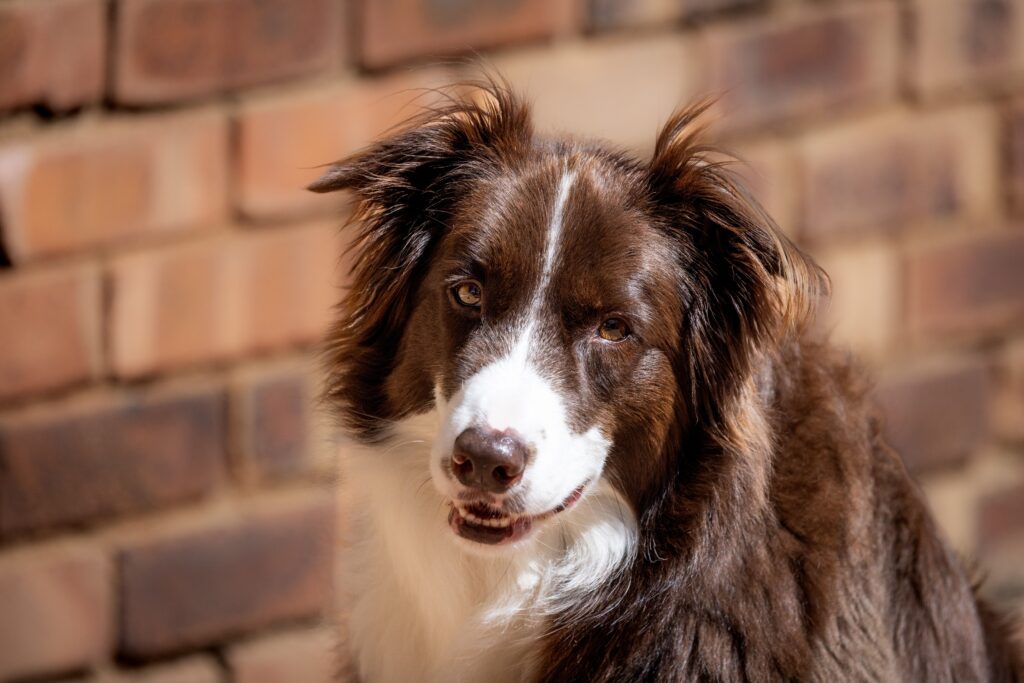 high hematocrit and high rbc in dogs what the pattern means