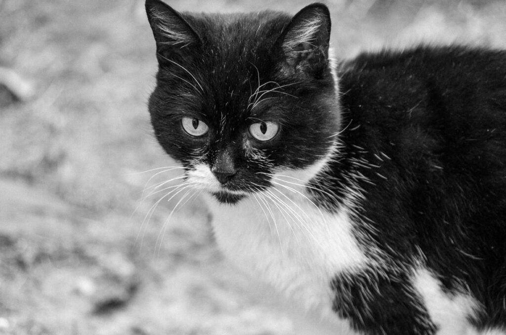 high hematocrit and low rbc in cats what the pattern means