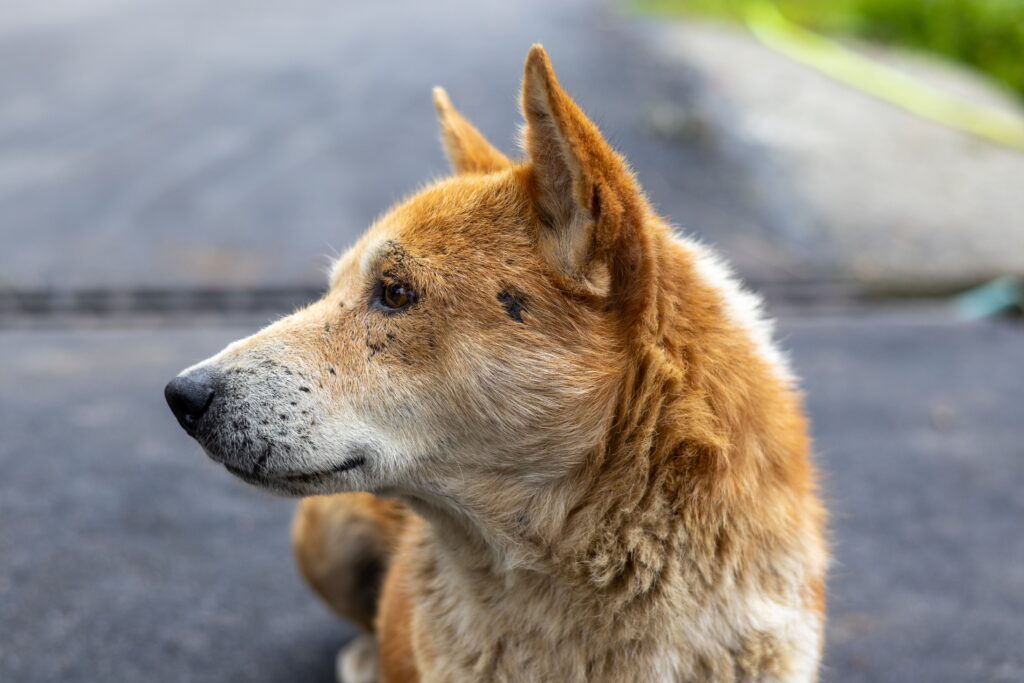 high hematocrit and low rbc in dogs what the pattern means