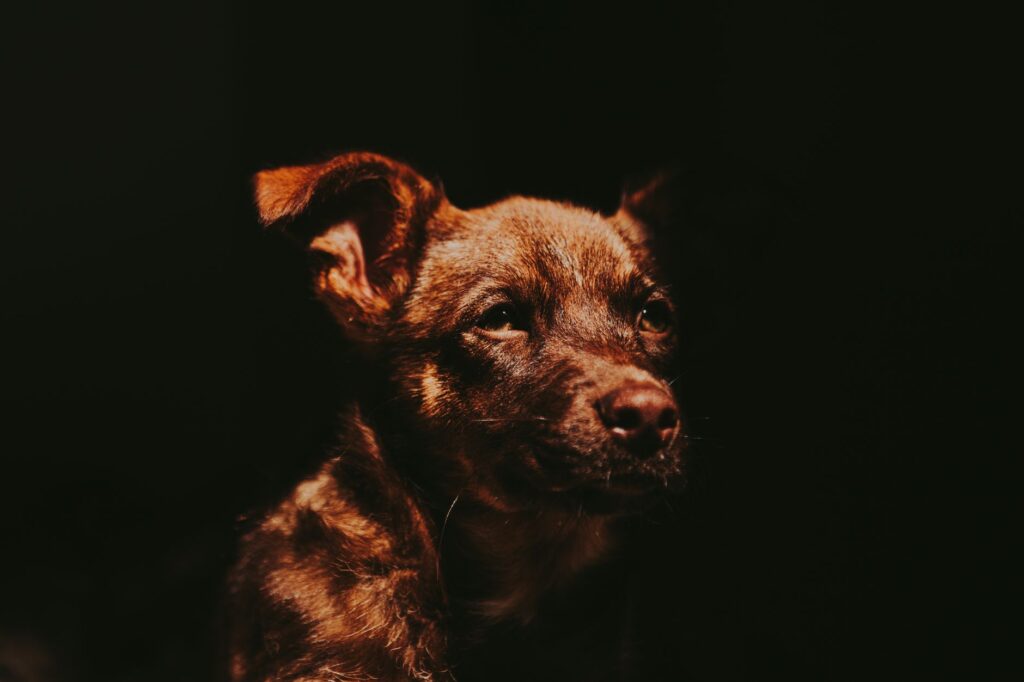High Hematocrit and RBC Together in Dogs - Combined Patterns