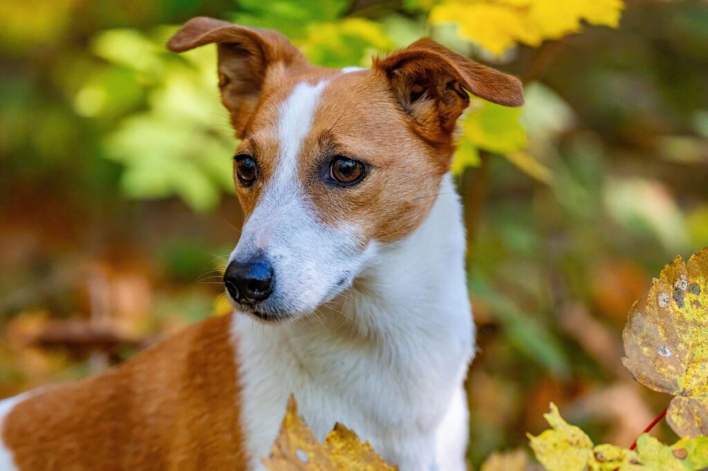 high hematocrit in dogs causes diagnosis and vet treatment