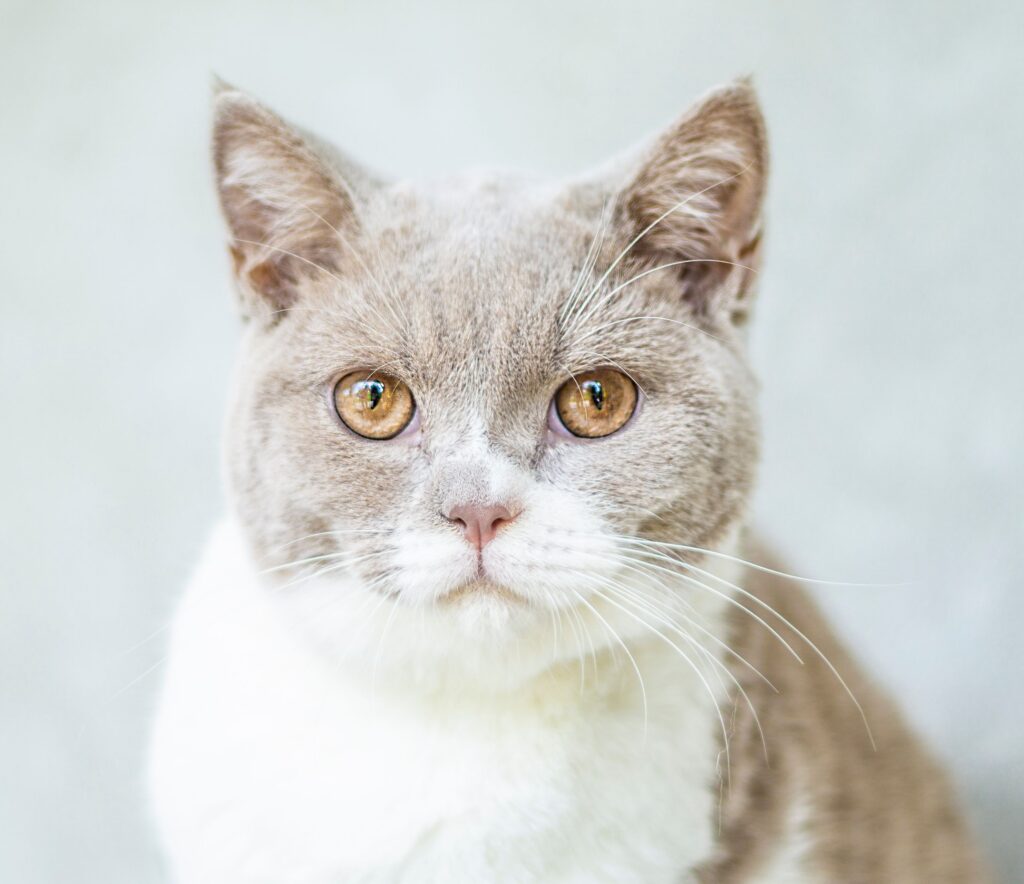high mch and high mchc in cats what the pattern means