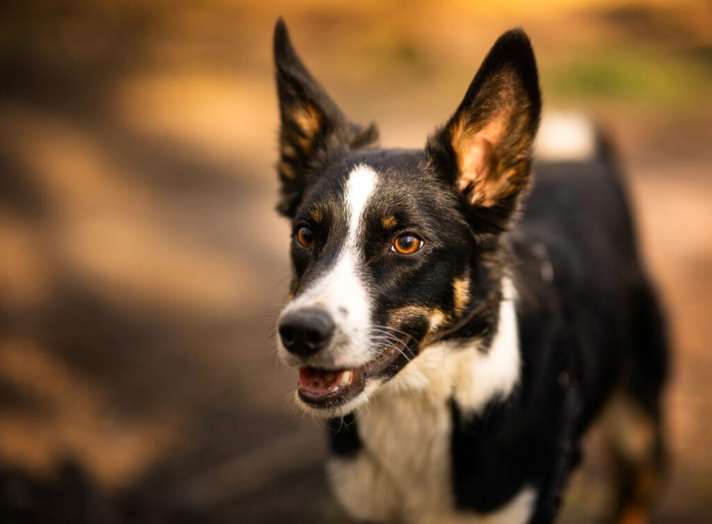 high mch and high mchc in dogs what the pattern means