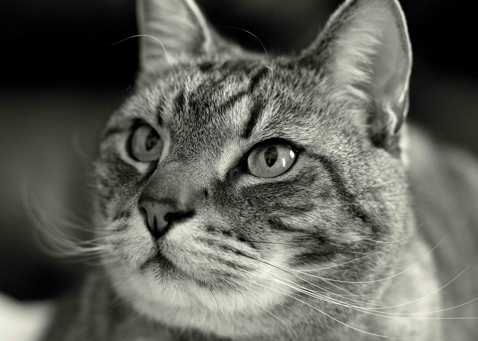 Portrait of a cat at a veterinary clinic