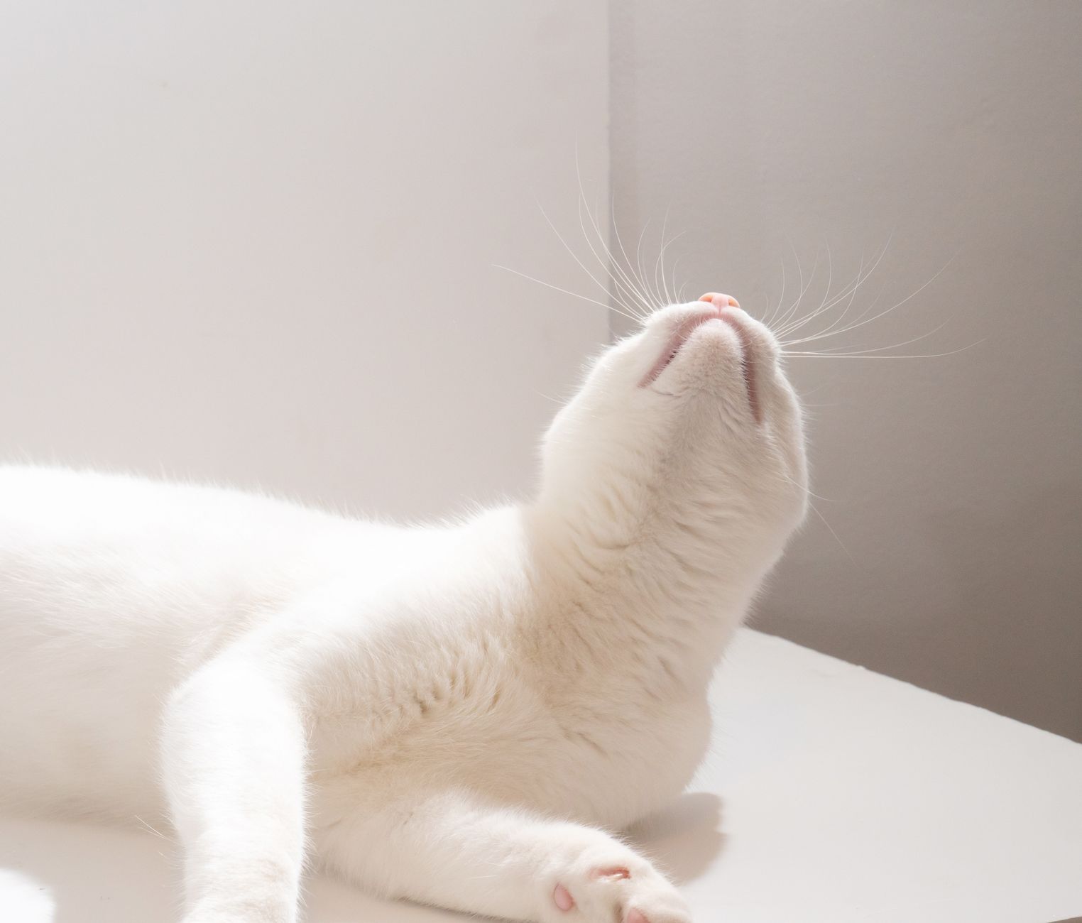 A cat undergoing diagnostic blood testing at a veterinary clinic