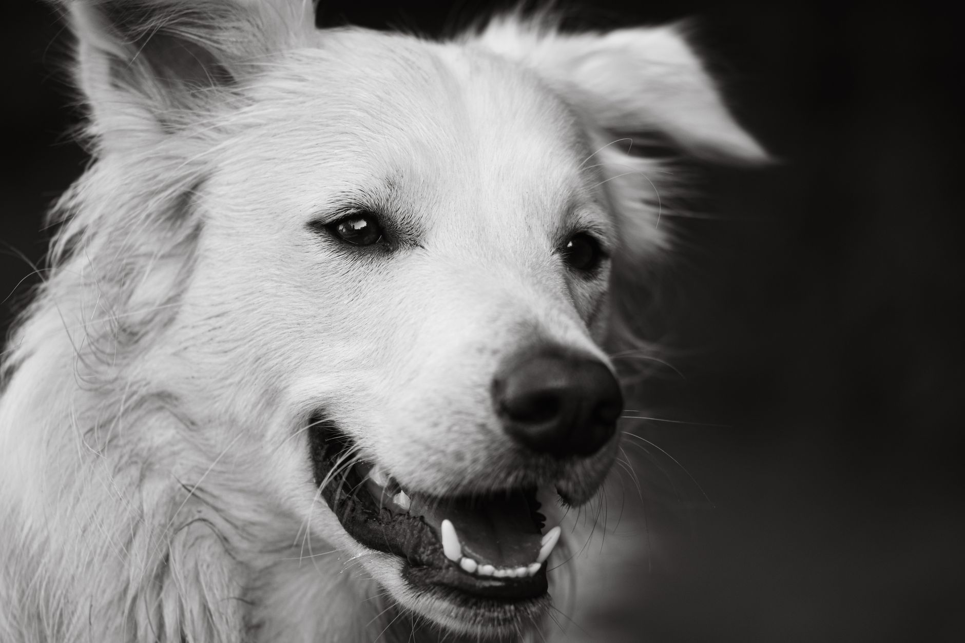 Portrait of a dog at a veterinary clinic