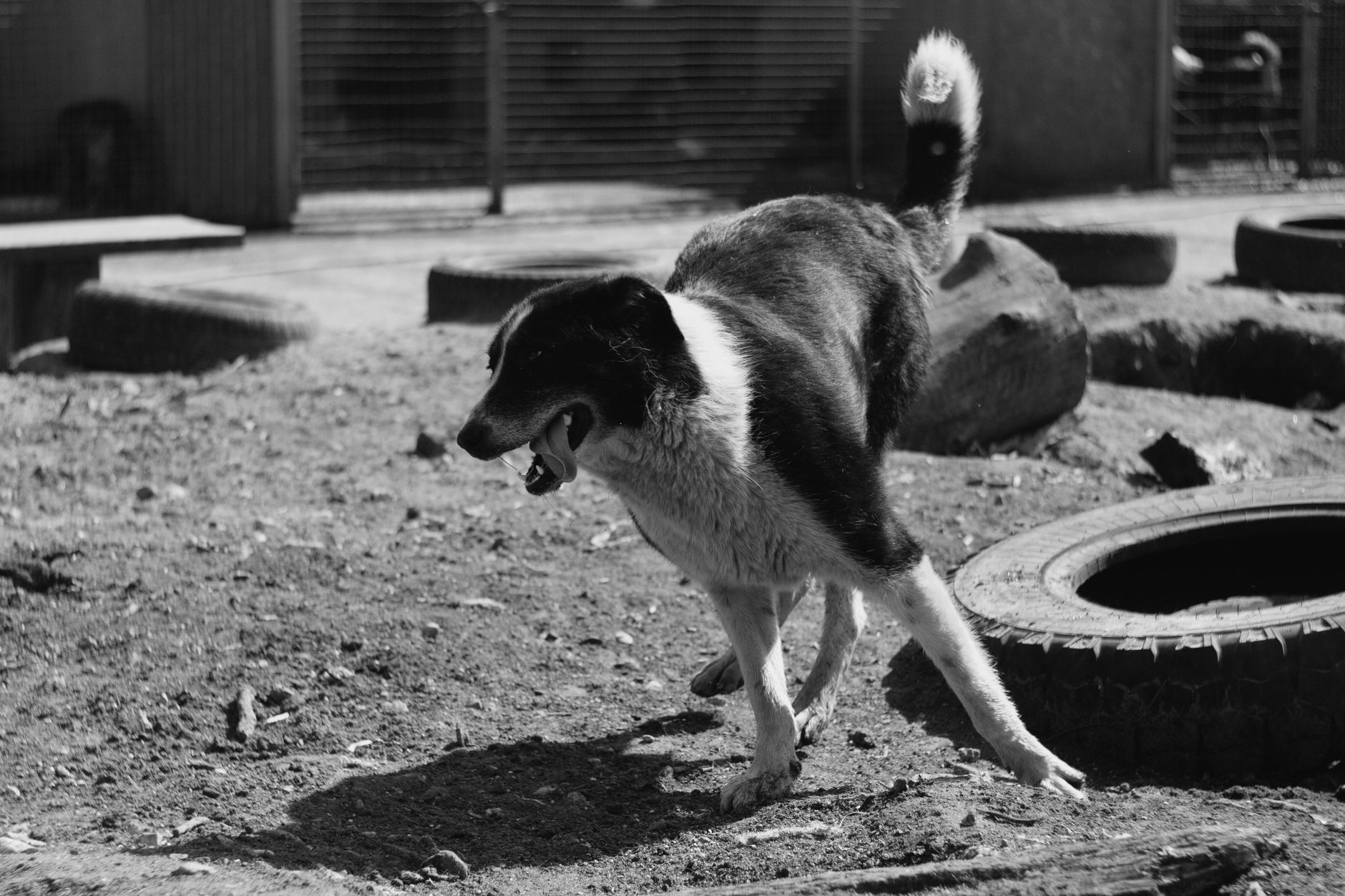 A dog undergoing diagnostic blood testing at a veterinary clinic