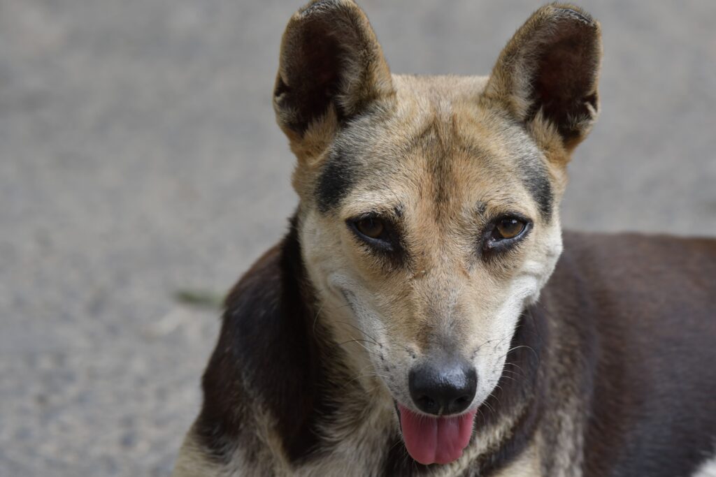 high potassium in dogs hyperkalemia emergency thresholds for cardiac a