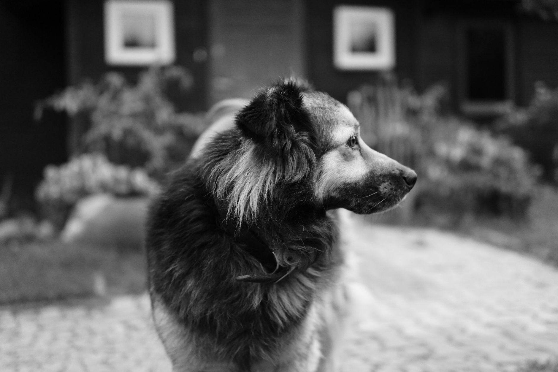 Veterinary care for a dog