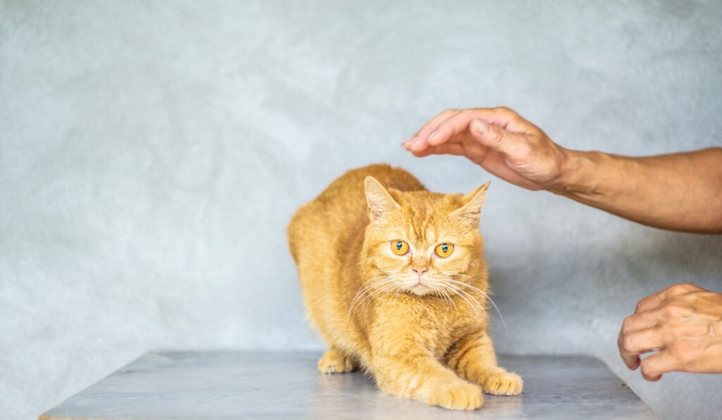 high sdma but normal creatinine in cats true early ckd