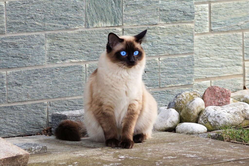 Veterinary care for a cat