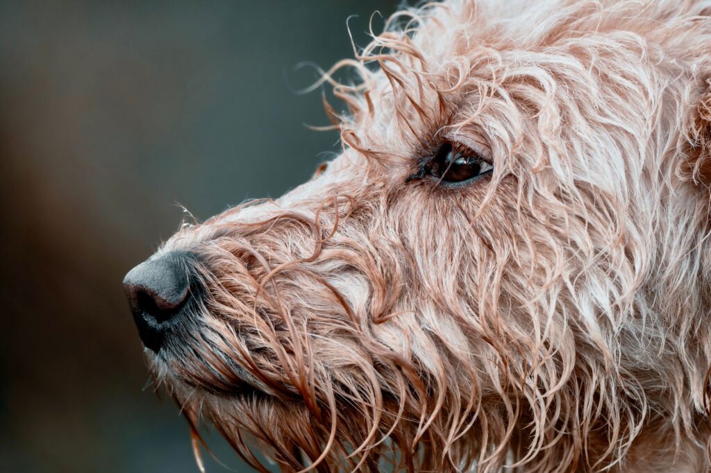 Veterinary care for a dog