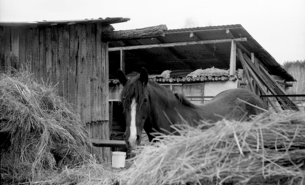 high sdma in horses early kidney disease detection