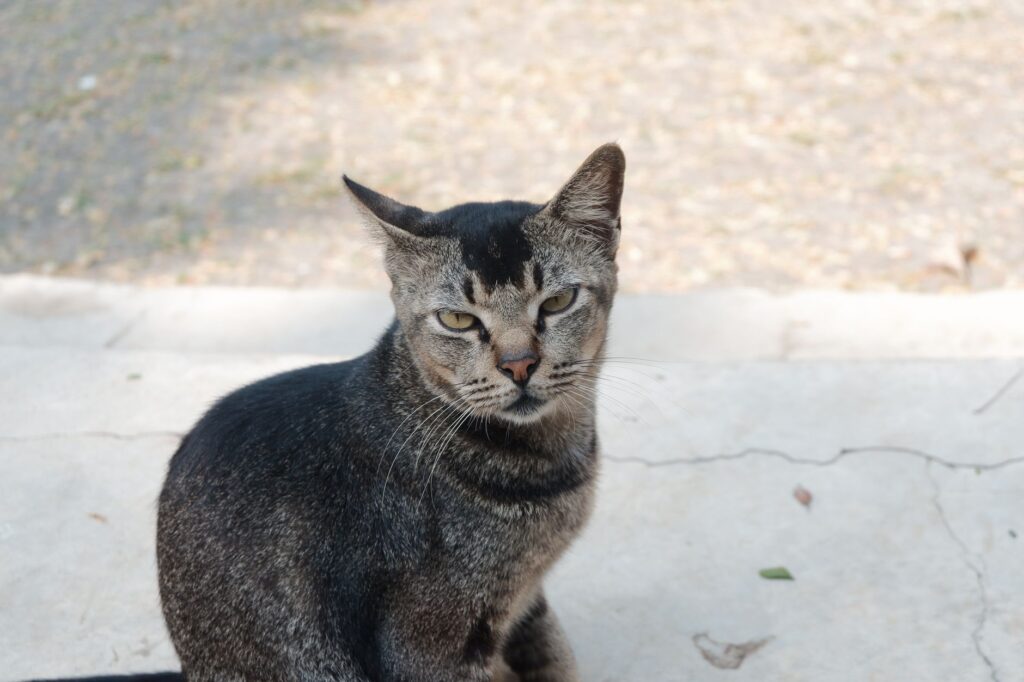high sodium and high potassium in cats what the pattern means