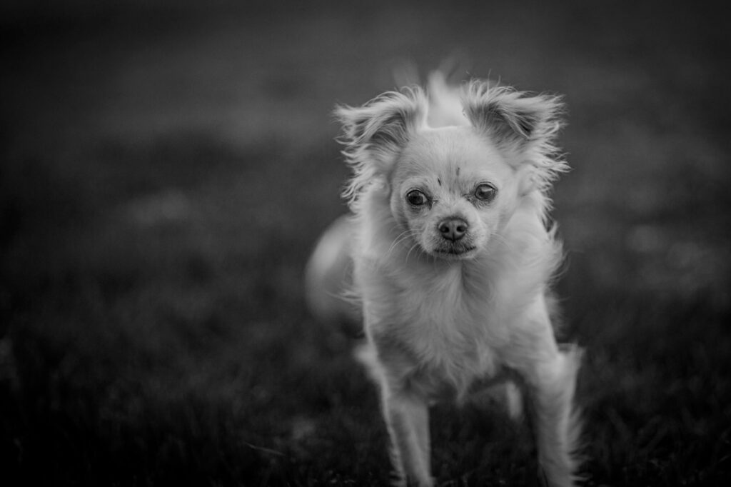 high sodium and high potassium in dogs what the pattern means