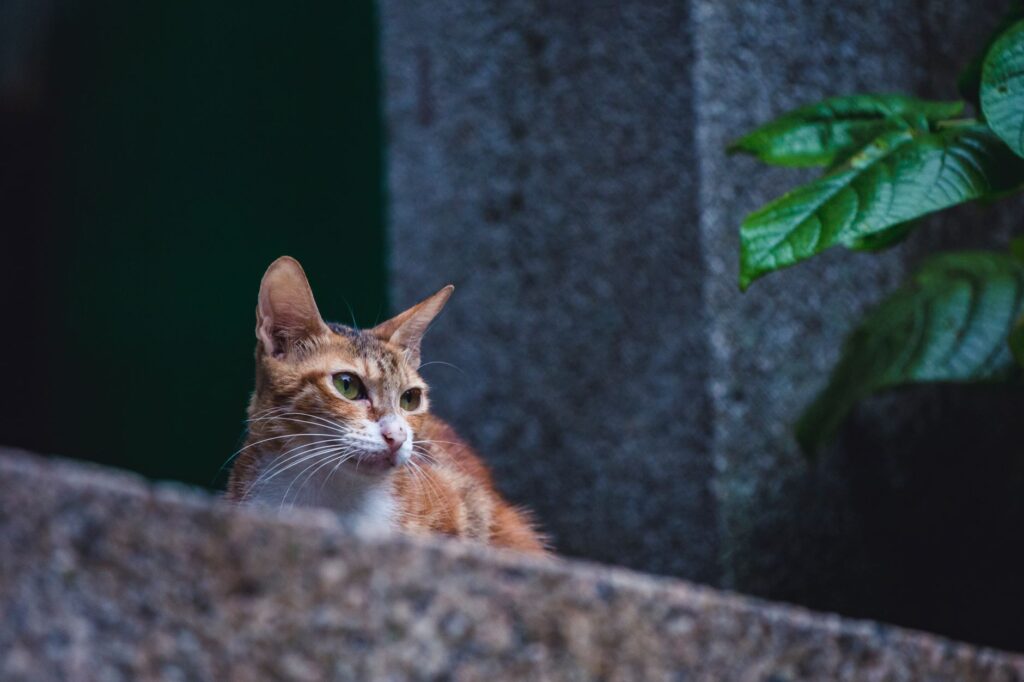 high sodium and low potassium in cats what the pattern means