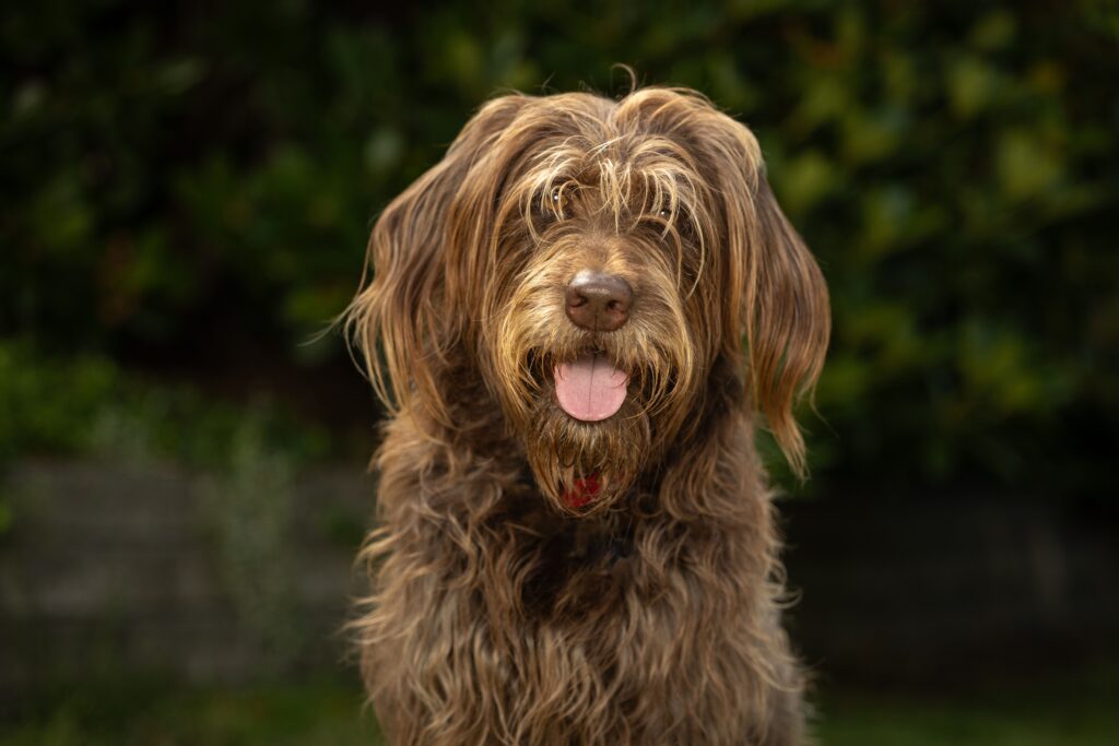high sodium and low potassium in dogs what the pattern means