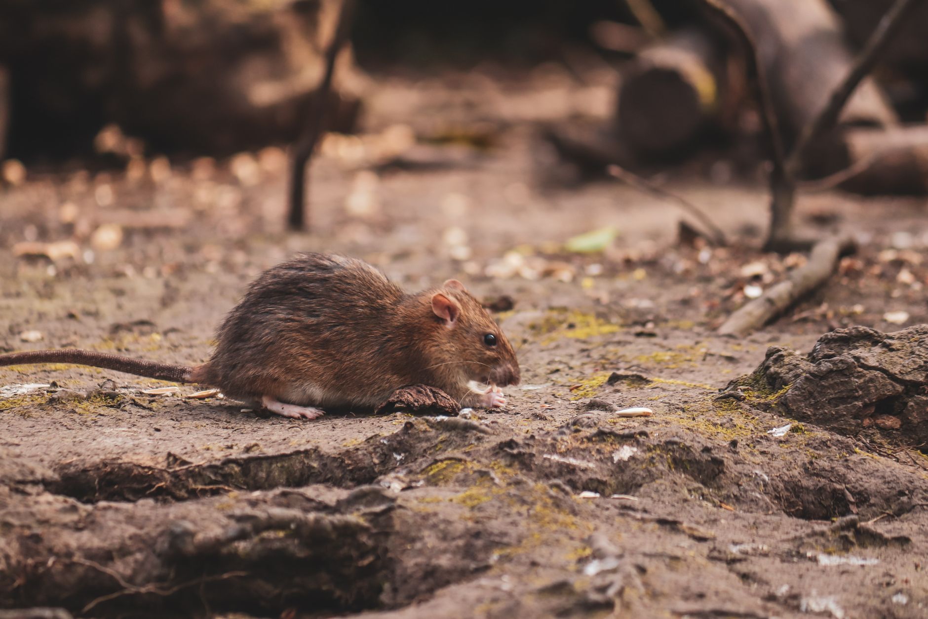 Veterinary care for a rat