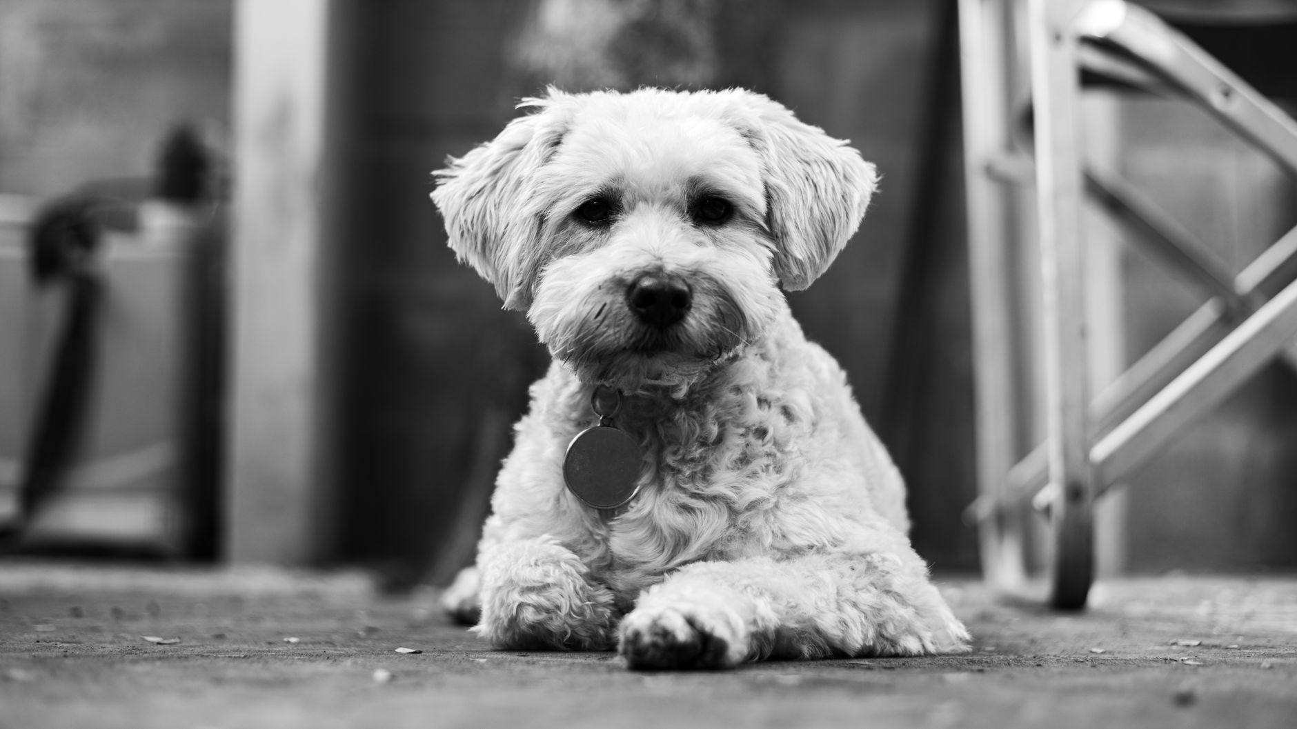 Veterinary care for a dog