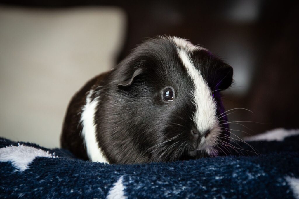 High WBC in Guinea Pigs – Infection vs Inflammation Workup