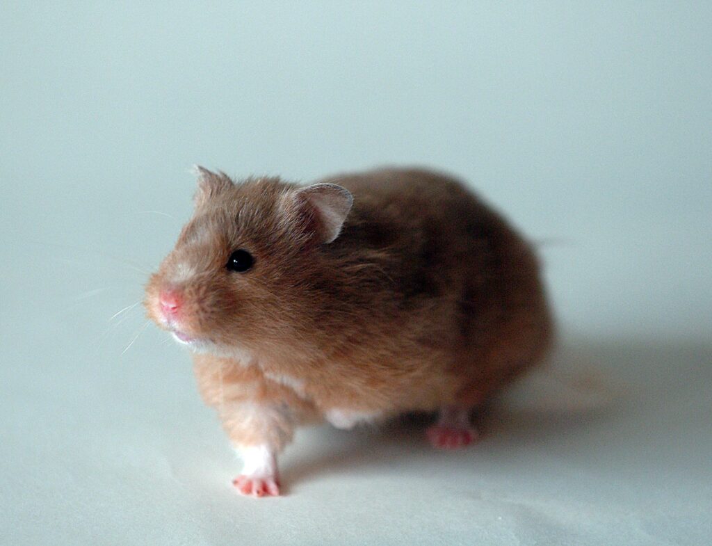 High WBC in Hamsters – Infection or Tumor Marker?