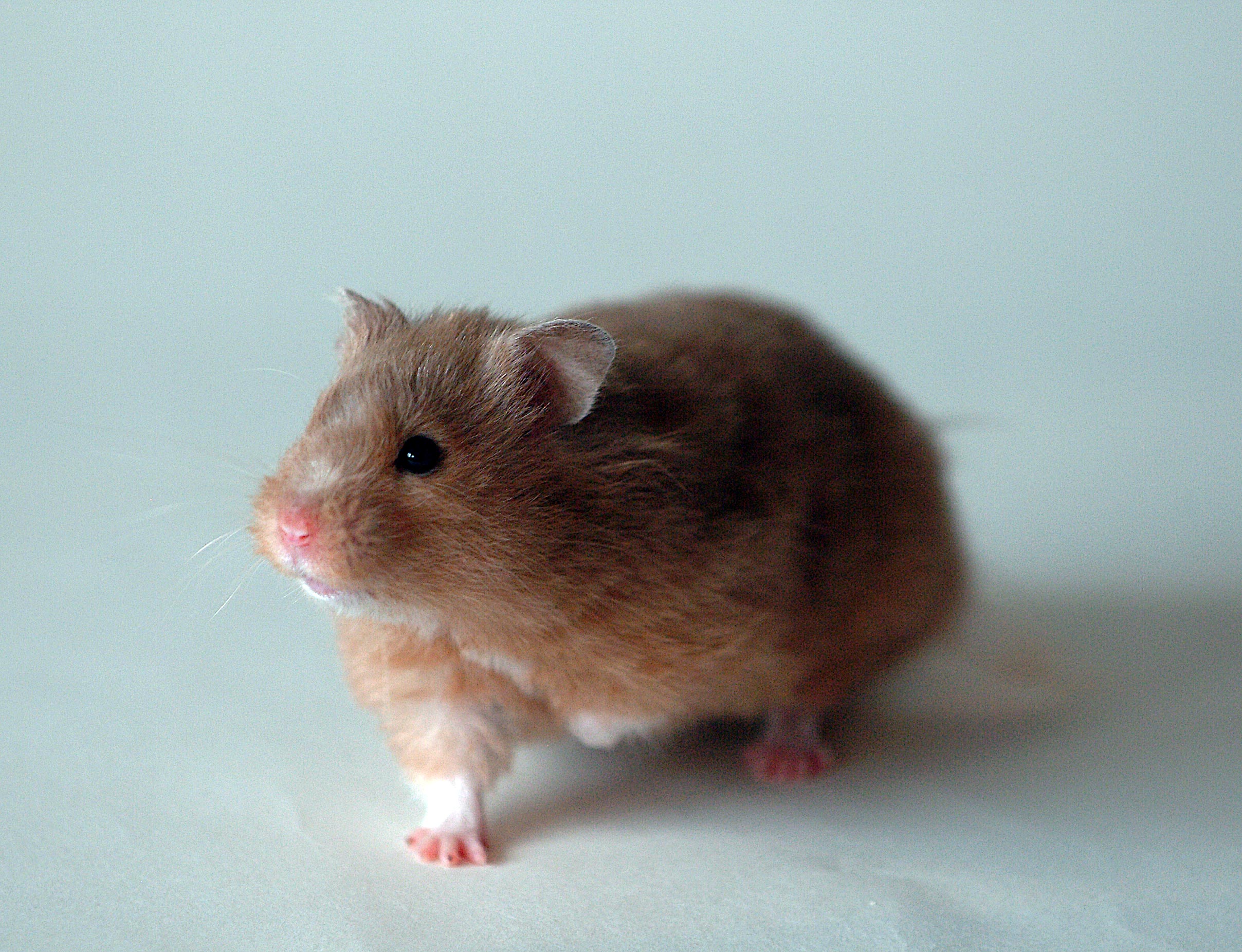 Portrait of a hamster at a veterinary clinic