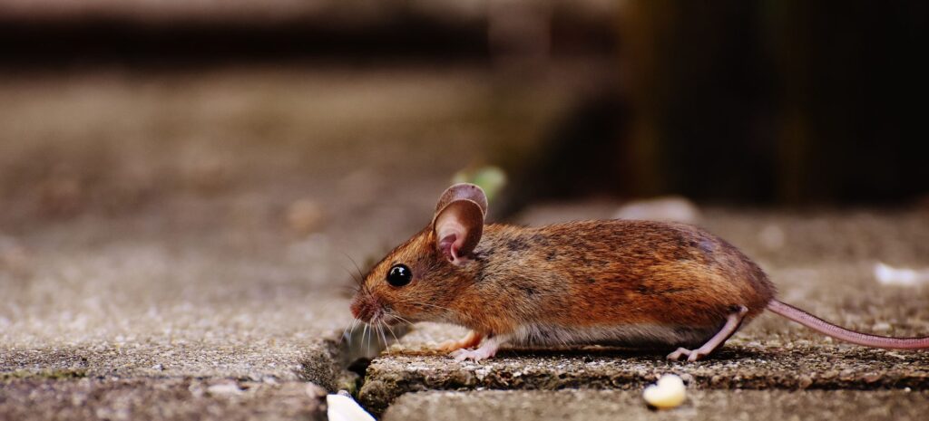 High WBC in Mice – Leukocytosis Causes in Small Rodents