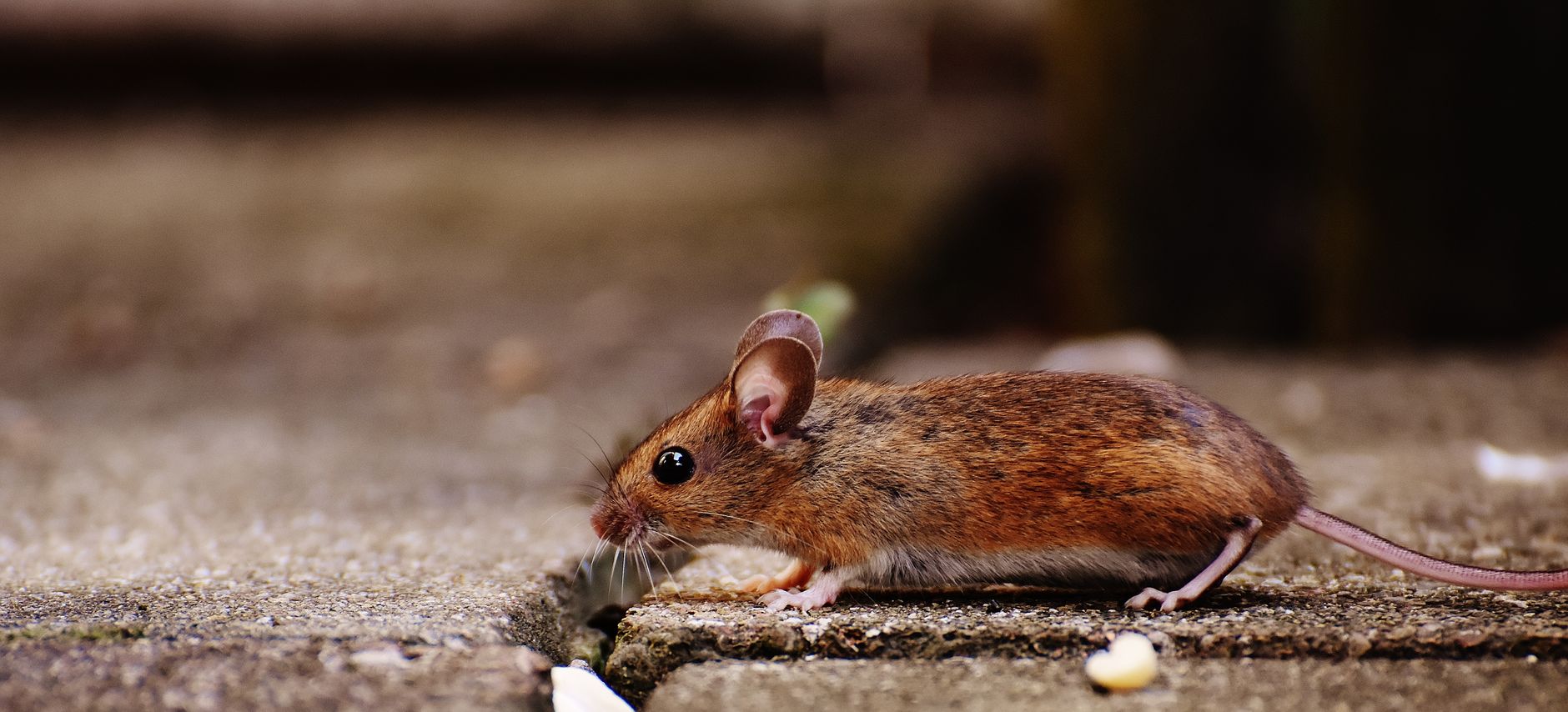 Veterinary care for a mouse