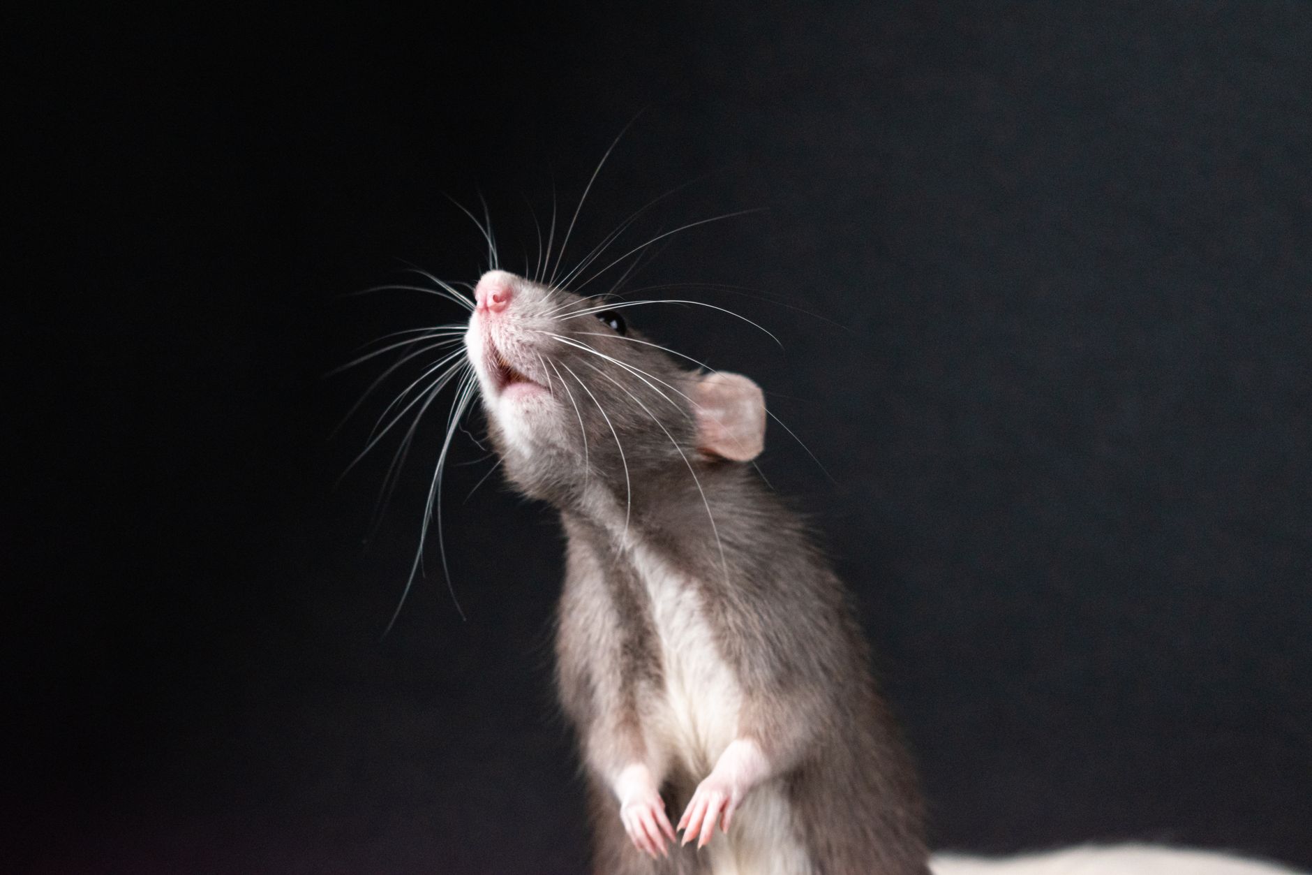 Veterinary care for a rat