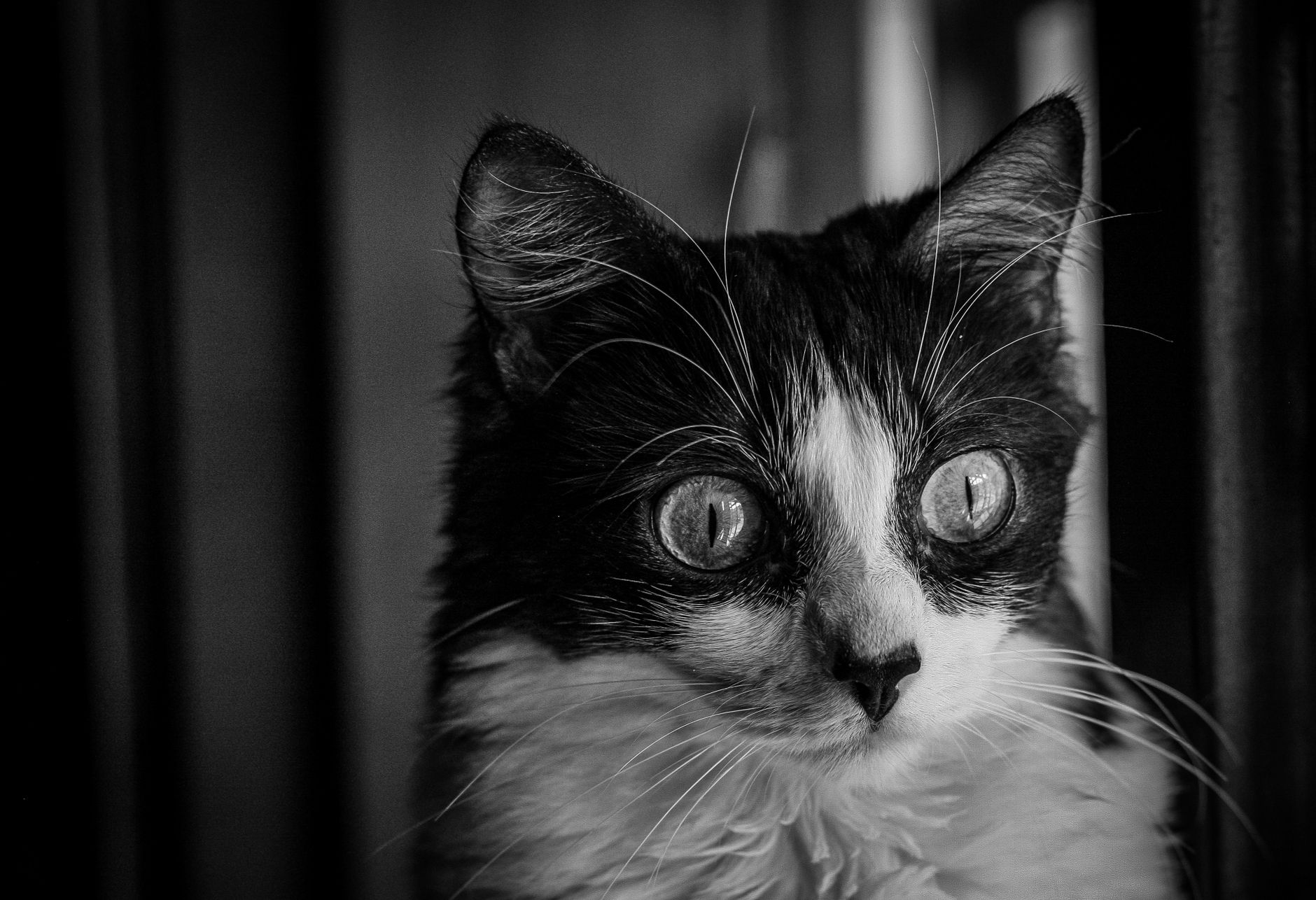Veterinary care for a cat