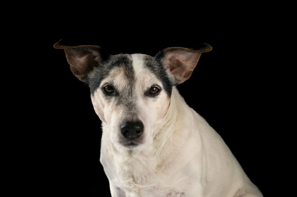 kidney markers in dogs creatinine bun sdma early detection