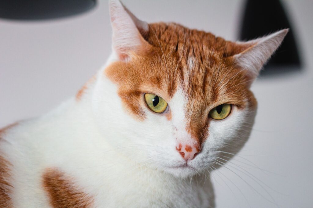 ldh blood test in cats what it measures
