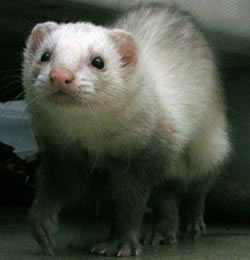 Portrait of a ferret at a veterinary clinic