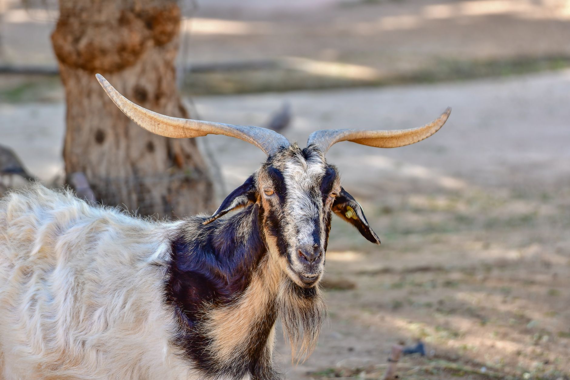 Veterinary care for a goat