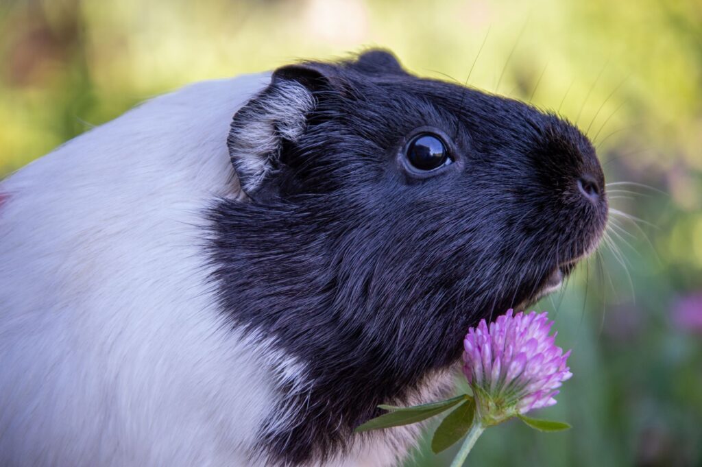 Low Albumin in Guinea Pigs – Protein Loss or Chronic Disease