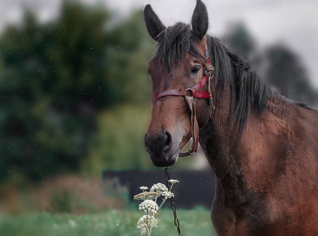 Low Albumin in Horses – Protein Loss and Chronic Disease