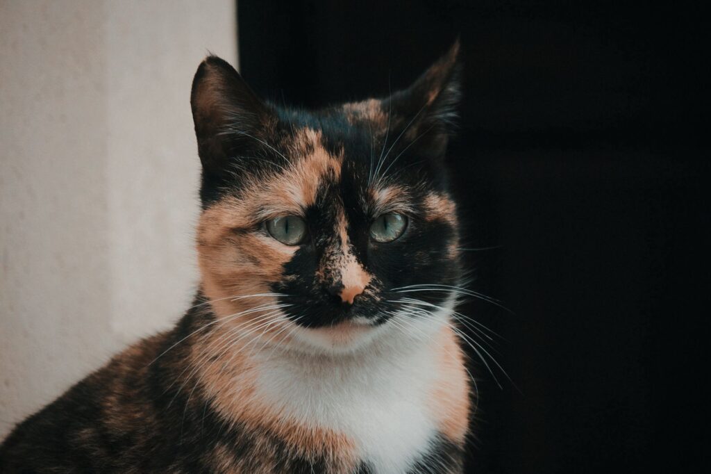Low ALP in Cats - Causes and Treatment
