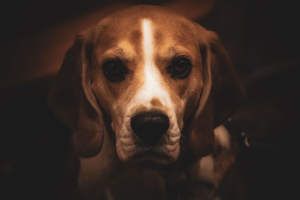 Low ALP in Dogs - Causes and Treatment
