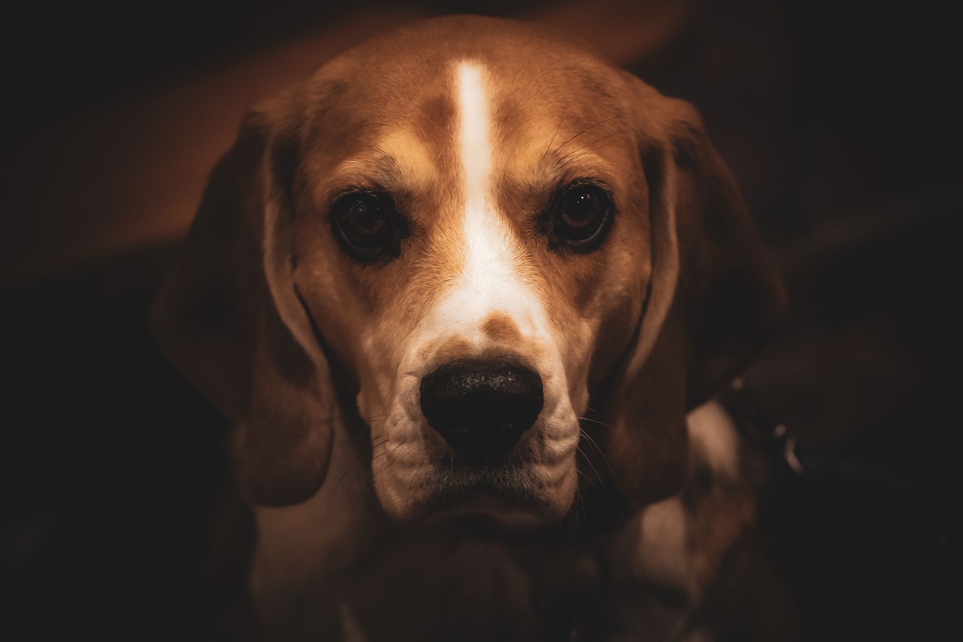 Veterinary care for a dog