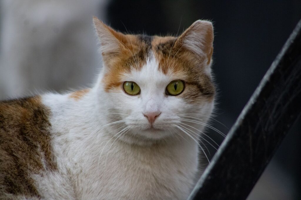 Low ALT in Cats - Causes and Treatment