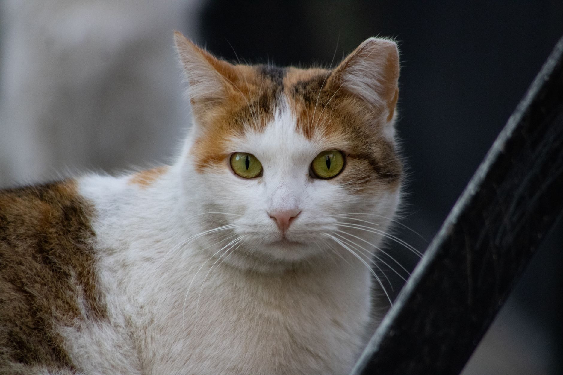 Veterinary care for a cat