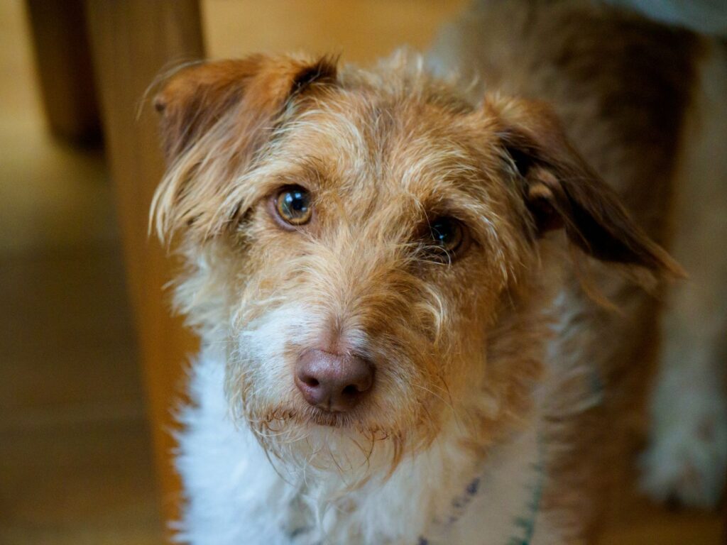 Low ALT in Dogs - Causes and Treatment