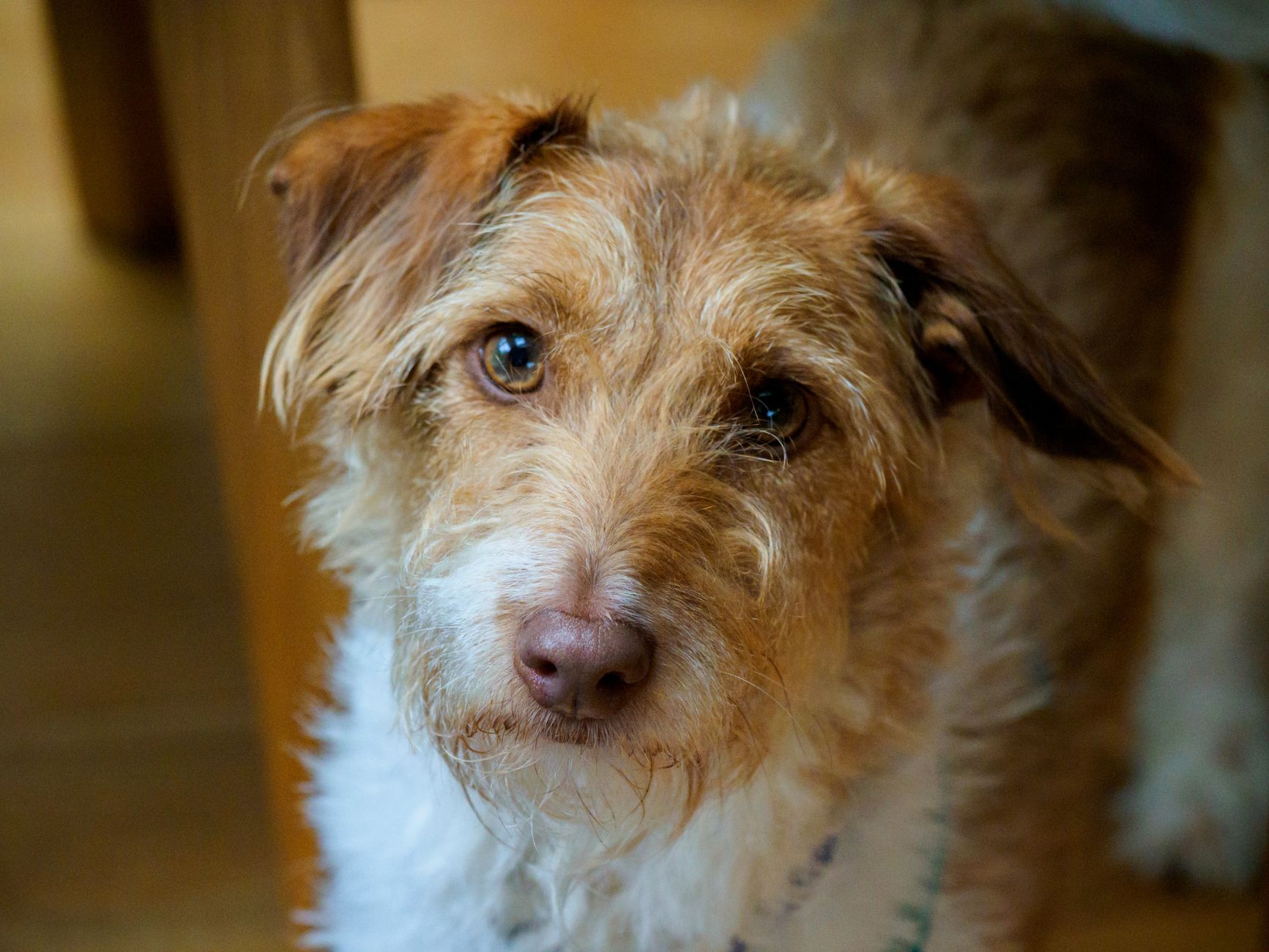 Veterinary care for a dog