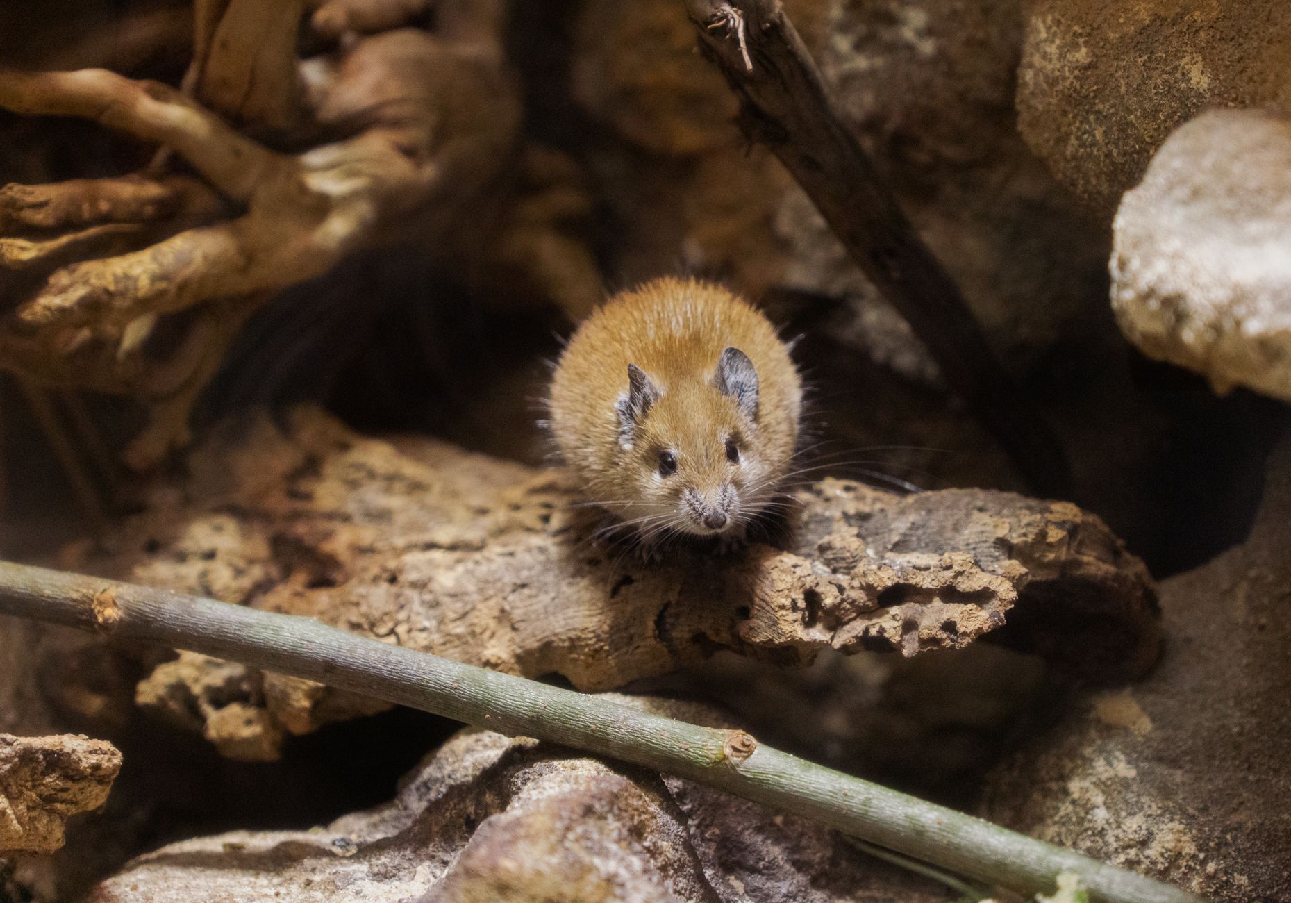 Veterinary care for a mouse