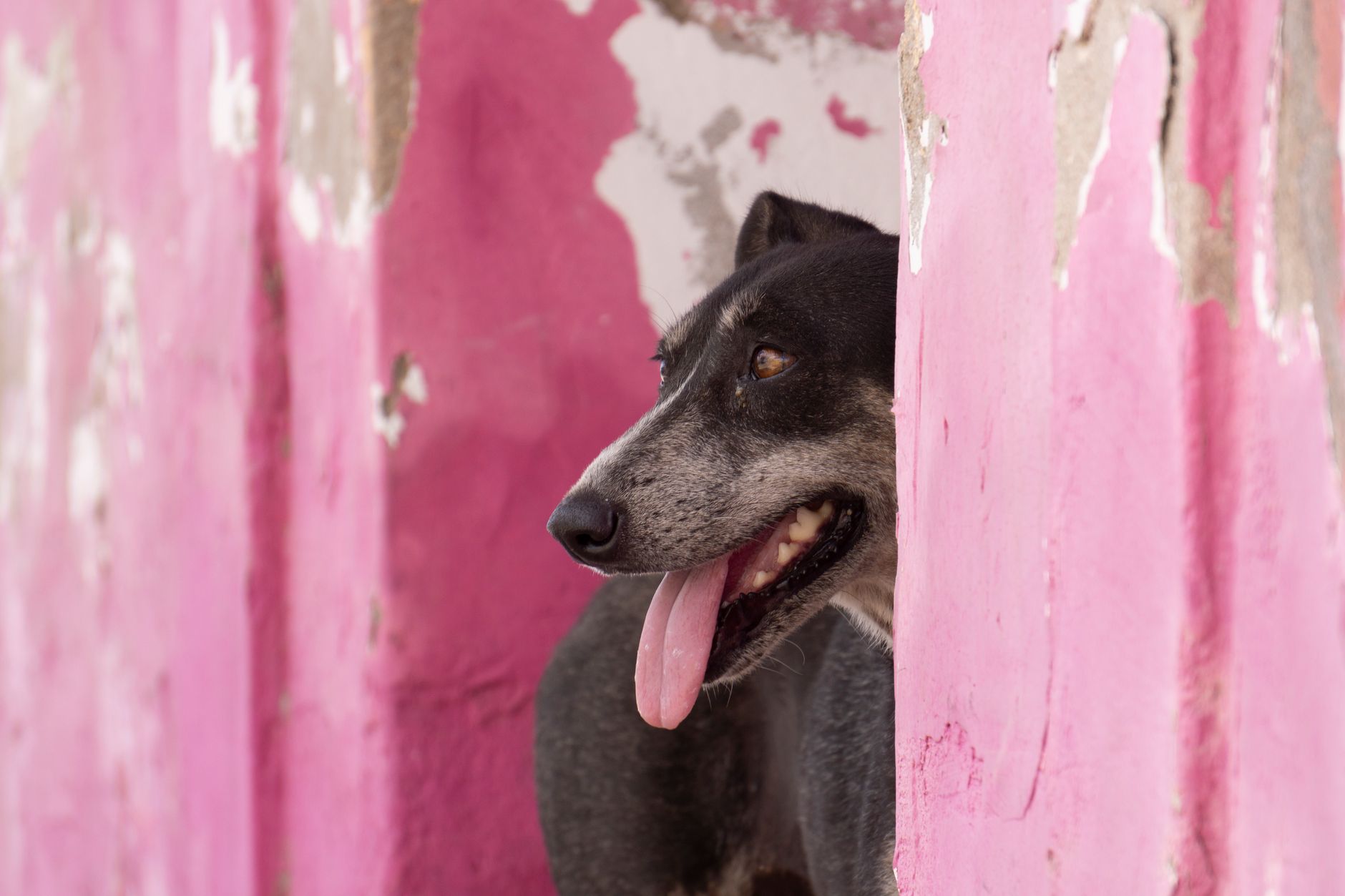 Veterinary care for a dog