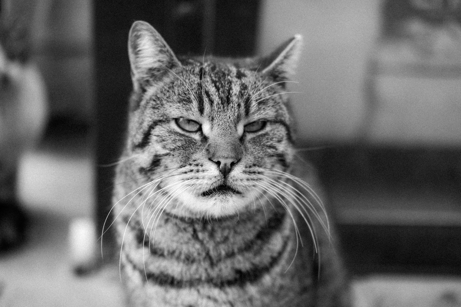 Veterinary care for a cat
