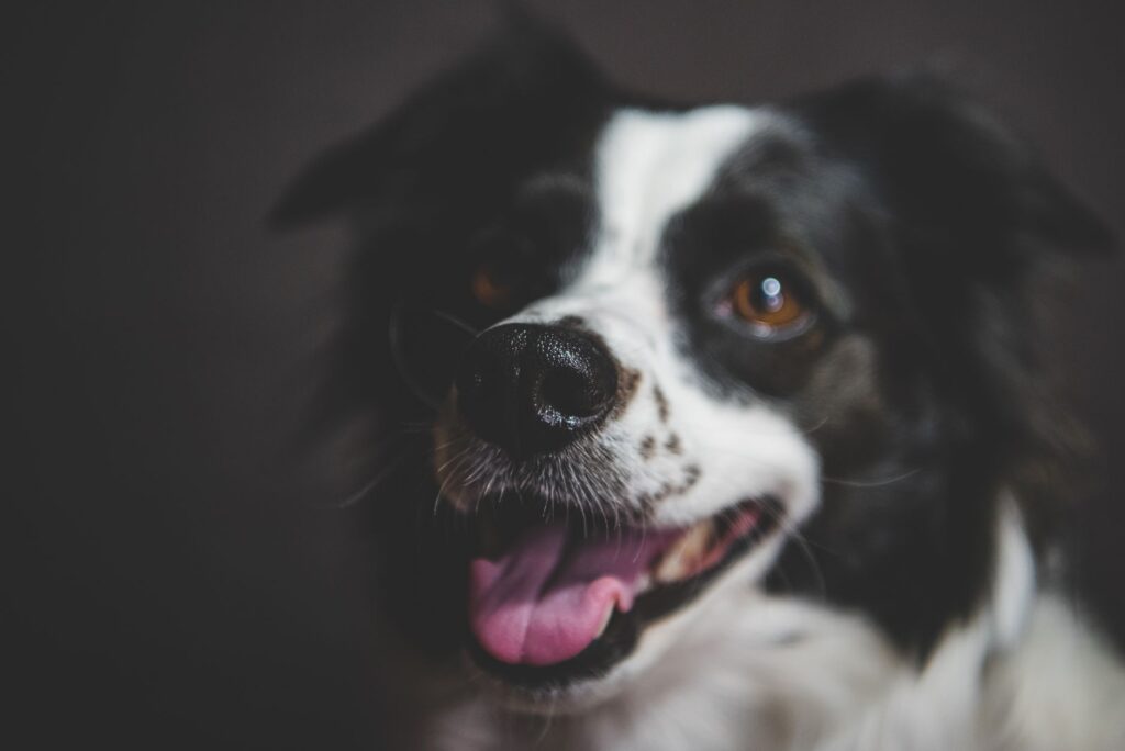 Low AST in Dogs - Causes and Treatment