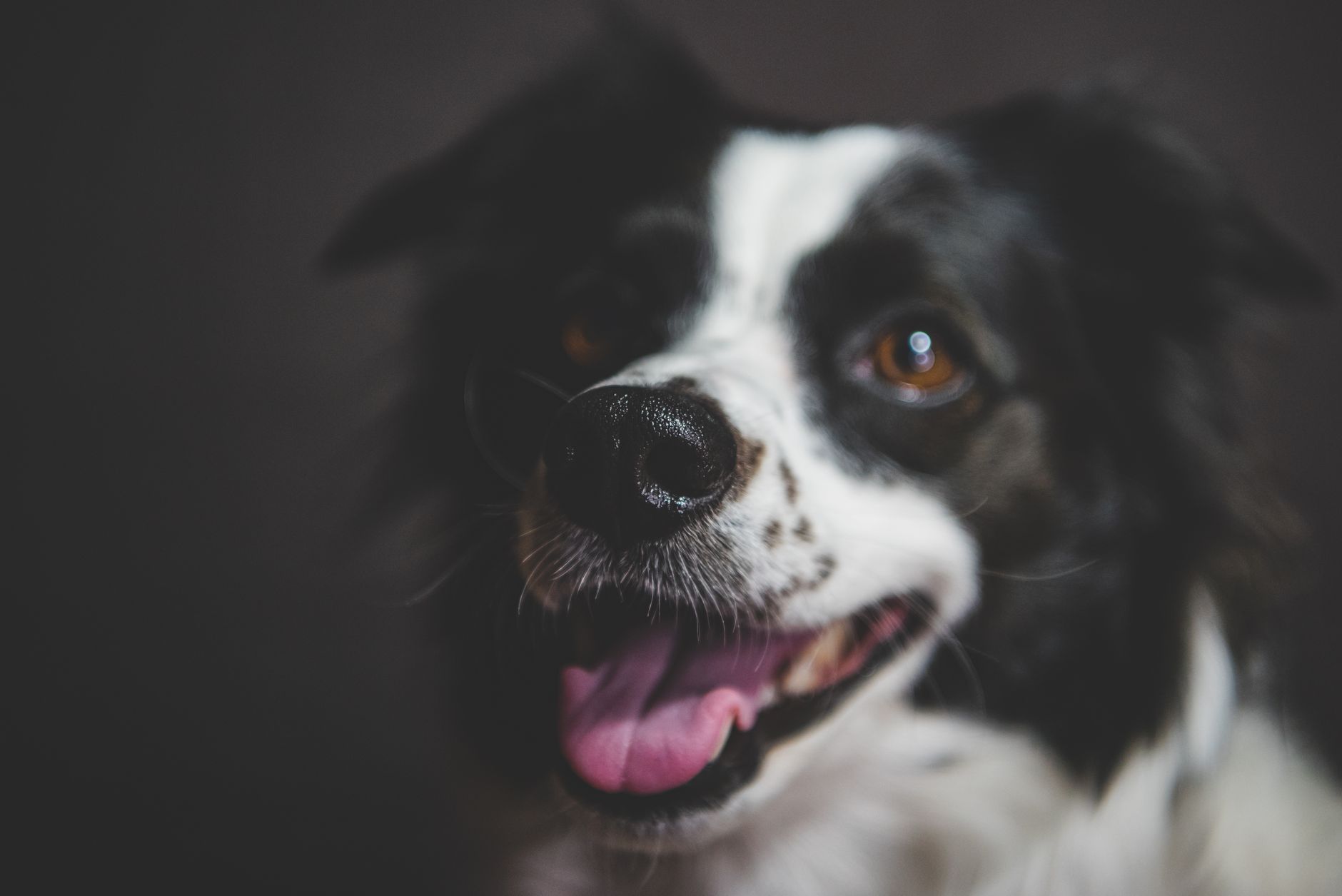 Veterinary care for a dog