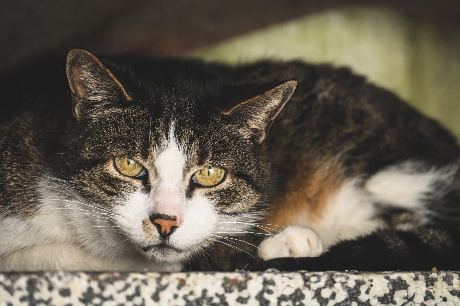 Veterinary care for a cat