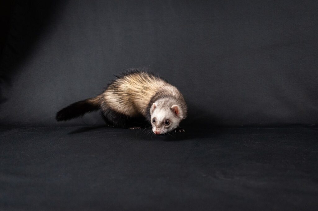 Low Blood Glucose in Ferrets – Insulinoma Diagnosis and Next Steps